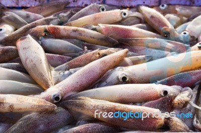Fresh Squid Stock Photo