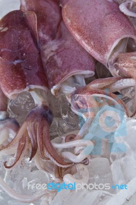 Fresh Squid preserving in ice Stock Photo