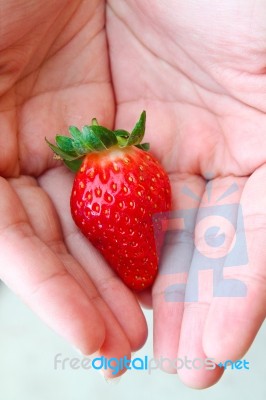 Fresh Strawberry In Hands Stock Photo