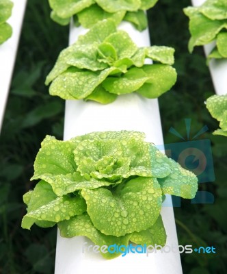 Fresh Water Dew On Green Leaves Hydroponics Vegetable Stock Photo