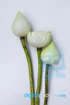 Fresh White Lotus Flower Stock Photo