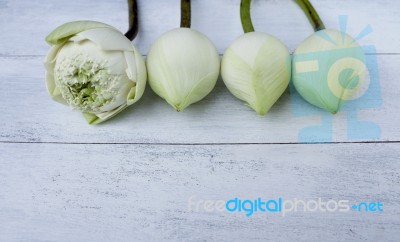 Fresh White Lotus Flower Stock Photo