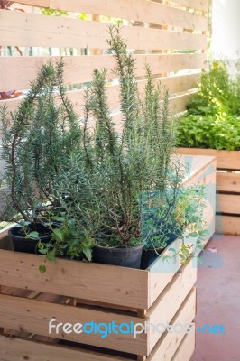 Freshly Aroma Herbs Growing In The Garden Stock Photo