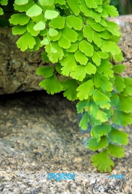 Freshness Adiantum, Black Leaf Stalk Fern Stock Photo