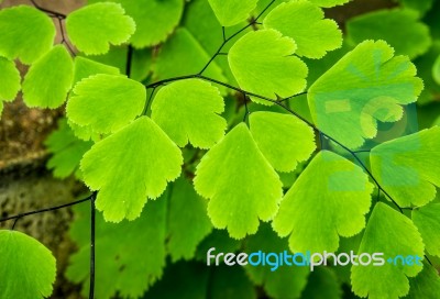 Freshness Adiantum, Black Leaf Stalk Fern Stock Photo