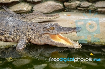 Freshwater Crocodile, Siamese Crocodile (crocodylus Siamensis) Stock Photo