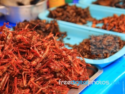 Fried Insects Stock Photo