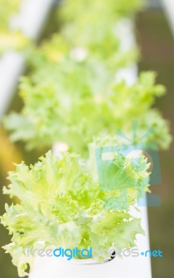 Frillice Iceberg Plants On Hydrophonic Farm Stock Photo