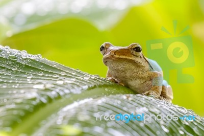 Frog In The Wild Stock Photo