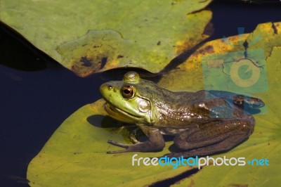 Frog On Lily Pad Stock Photo