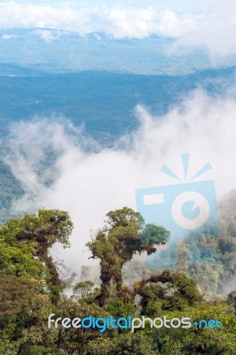 From Andes To Amazon, View Of The Tropical Rainforest, Ecuador Stock Photo