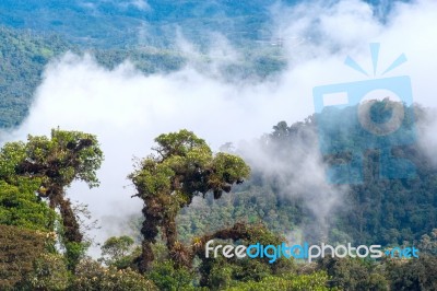From Andes To Amazon, View Of The Tropical Rainforest, Ecuador Stock Photo