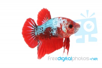 Front Betta Fighting Fancy Fish On White Background Stock Photo