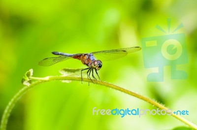 Front View Of A Dragonfly Stock Photo