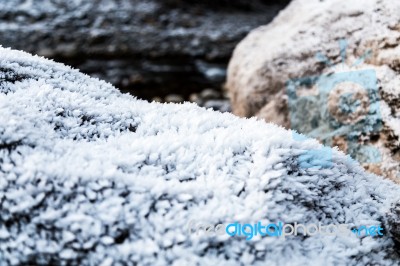 Frost On Growning On Rocks Stock Photo