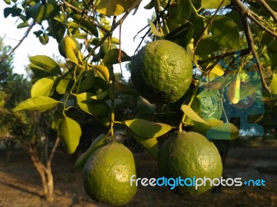 Fruit Tree Stock Photo