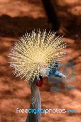 Fuengirola, Andalucia/spain - July 4 : Black Crowned Crane At Th… Stock Photo