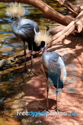 Fuengirola, Andalucia/spain - July 4 : Black Crowned Cranes At T… Stock Photo