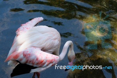 Fuengirola, Andalucia/spain - July 4 : Greater Flamingos (phoeni… Stock Photo