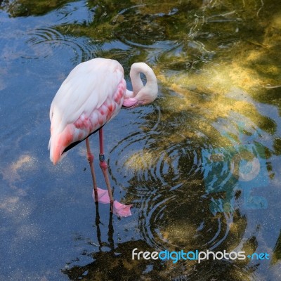 Fuengirola, Andalucia/spain - July 4 : Greater Flamingos (phoeni… Stock Photo