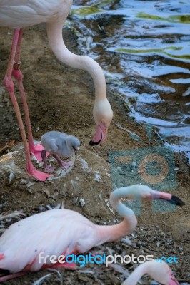 Fuengirola, Andalucia/spain - July 4 : Greater Flamingos (phoeni… Stock Photo