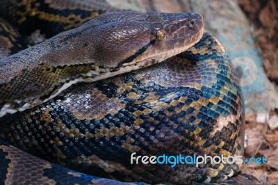 Fuengirola, Andalucia/spain - July 4 : Reticulated Python (pytho… Stock Photo