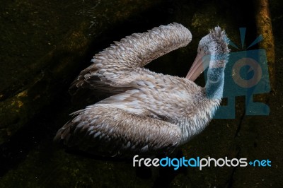 Fuengirola, Andalucia/spain - July 4 : Spot-billed Pelican (pele… Stock Photo