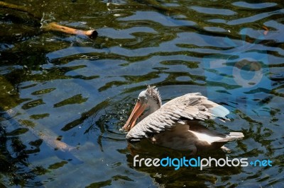 Fuengirola, Andalucia/spain - July 4 : Spot-billed Pelican (pele… Stock Photo