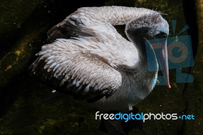 Fuengirola, Andalucia/spain - July 4 : Spot-billed Pelican (pele… Stock Photo