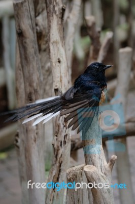 Fuengirola, Andalucia/spain - July 4 : White-rumped Shama (copsy… Stock Photo