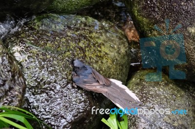 Fuengirola, Andalucia/spain - July 4 : White-rumped Shama (copsy… Stock Photo