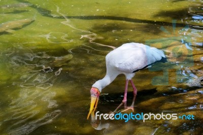 Fuengirola, Andalucia/spain - July 4 : Yellow-billed Stork (myct… Stock Photo