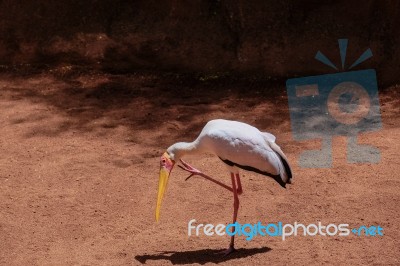 Fuengirola, Andalucia/spain - July 4 : Yellow-billed Stork (myct… Stock Photo