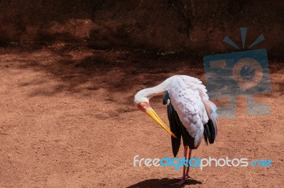 Fuengirola, Andalucia/spain - July 4 : Yellow-billed Stork (myct… Stock Photo