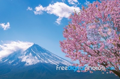 Fuji Mountain And Cherry Blossoms In Spring, Japan Stock Photo