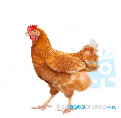 Full Body Of Brown Chicken Hen Standing Isolated White Background Use For Farm Animals And Livestock Theme Stock Photo