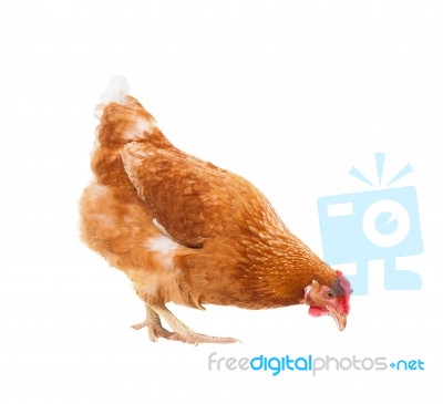 Full Body Of Brown Chicken Hen Standing Isolated White Background Use For Farm Animals And Livestock Theme Stock Photo Royalty Free Image Id 100398379