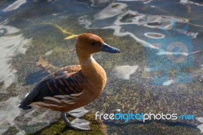 Fulvous Whistling Duck (dendrocygna Bicolor) Stock Photo