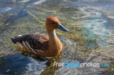 Fulvous Whistling Duck (dendrocygna Bicolor) Stock Photo