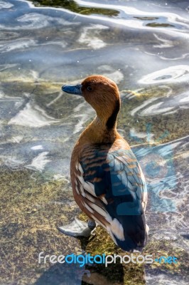 Fulvous Whistling Duck (dendrocygna Bicolor) Stock Photo