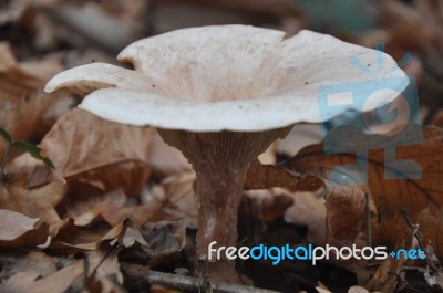 Fungi Stock Photo