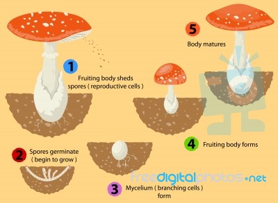 Fungi Life Cycle Stock Image
