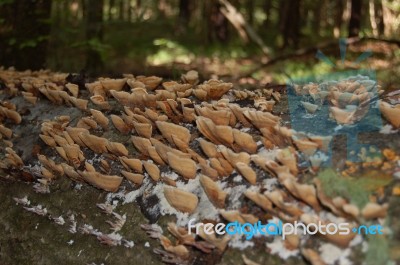 Fungi On A Dead Tree Stock Photo