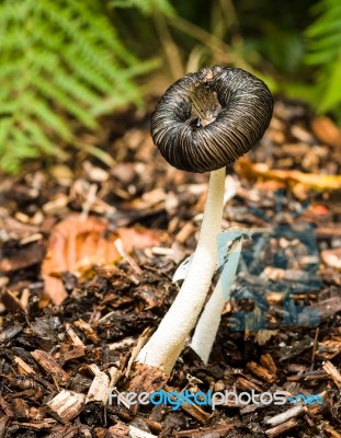 Fungi Or Mushroom On A  Woodland Floor Stock Photo