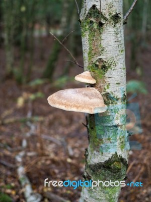 Fungus Growing On A Silver Birch Tree In Ashdown Forest Stock Photo