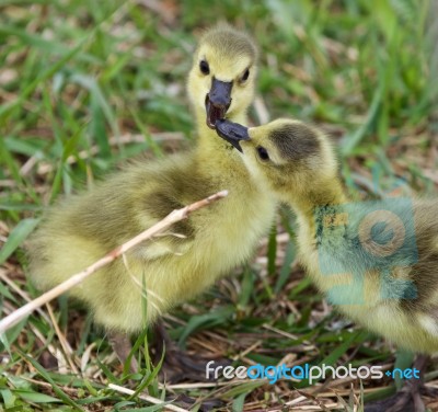 Funny Beautiful Photo Of Two Young Chicks Of The Canada Geese In Love Stock Photo