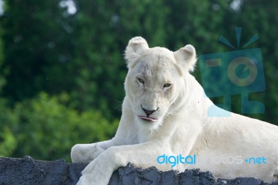 Funny But Dangerous White Lion Shows The Tongue Stock Photo