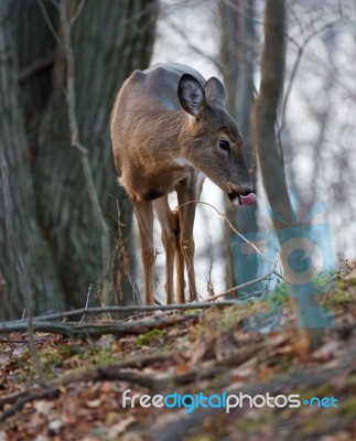 Funny Deer With The Long Tongue Stock Photo