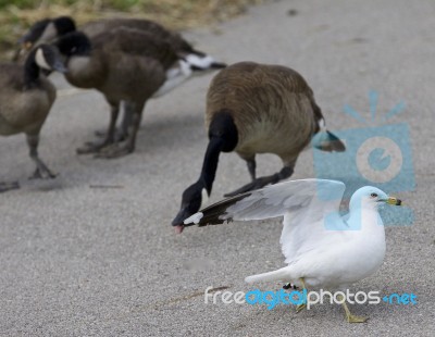 Funny Image With A Gull Running Away From The Angry Canada Geese… Stock Photo