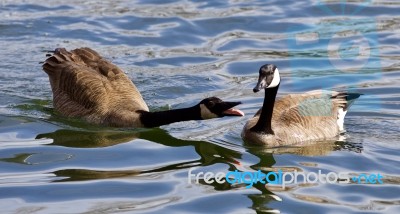 Funny Isolated Image Of A Crazy Wild Canada Goose Landing Stock Photo